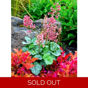 Heuchera 'Peppermint' Cutie series